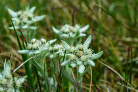 Alpine Edelweiss flowers on blurred background. Tourism, hiking destination. Mountain flora, trekking, eco-tourism. Meadow, high-altitude plant life, travel interest point.の写真素材