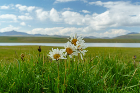 Alpine daisies flowers on blurred background. Tourism, hiking destination. Mountain flora, trekking, eco-tourism. Meadow, high-altitude plant life, travel interest point.の写真素材