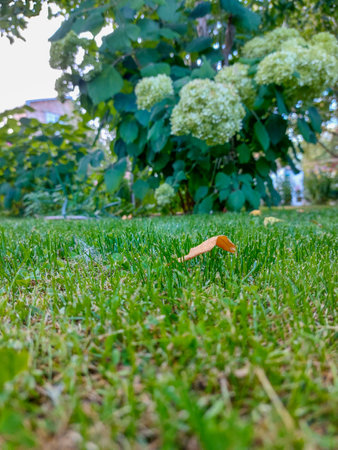 Close-up of a fallen leaf on green grass with a blurred hydrangea bush in the background. Nature and garden conceptの写真素材