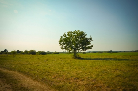 Lonely treeの写真素材