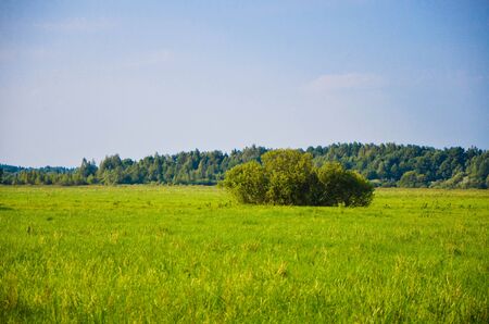 Green natureの写真素材