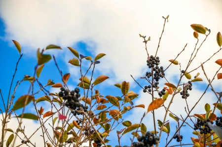 Cloudy sky with ashberry branches の写真素材