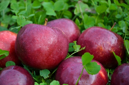 Big red apples lying in the grassの写真素材
