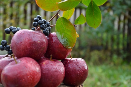 Sweet apples with a branch of ashberryの写真素材
