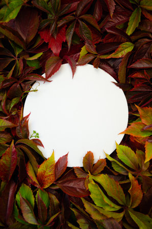 White round template podium mockup for natural organic cosmetic product presentation ad concept on eco forest leaves nature flat lay background, vertical trendy stylish minimalistの写真素材