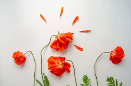 flowers composition. Border made of beautiful red poppies on a white background. greeting card. Flat lay, top view, copy spaceの写真素材