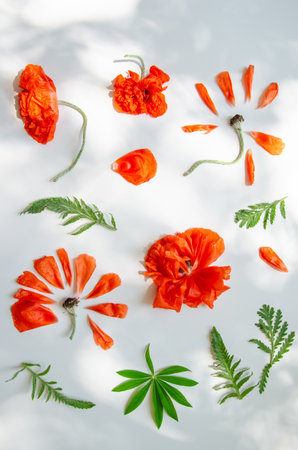 Creative composition made of beautiful poppy flowers and leaves on white background. nature concept. Summer floral pattern. top view. flat layの写真素材
