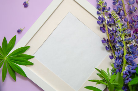 White frame with pink and purple lupines and lupine leaves on a purple background. Space for text.の写真素材