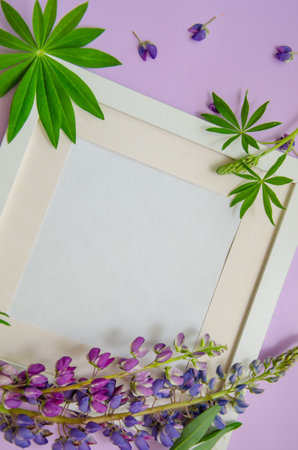 White frame with pink and purple lupines and lupine leaves on a purple background. Space for text.の写真素材