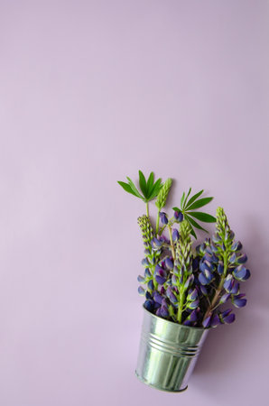 Bouquet of flowers purple lupines in small decorative silver bucket on purple background with space for textの写真素材