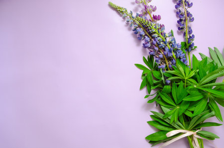 Lupine flowers bouquet with a ribbon on a purple backgroundの写真素材