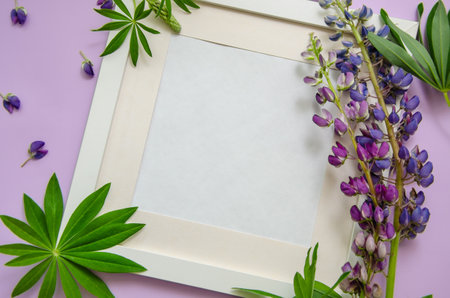 White frame with pink and purple lupines and lupine leaves on a purple background. Space for text.の写真素材