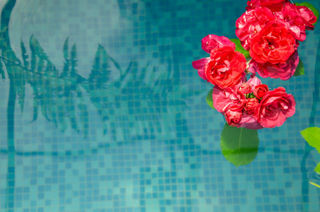 Horizontal picture of red roses, petals and green leaves in water on a blue pool background, top viewの写真素材