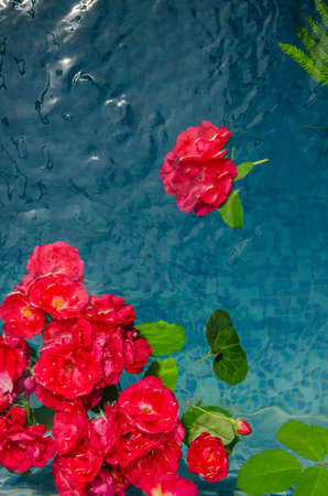 Vertical photo of red roses and petals in water on a blue background, top viewの写真素材