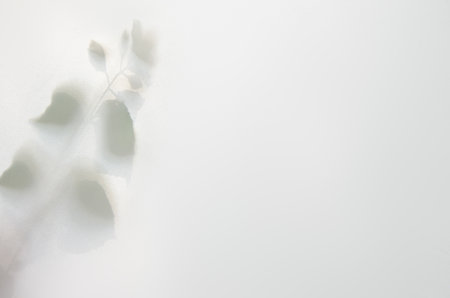 Monotone background with birch tree leaf shadows