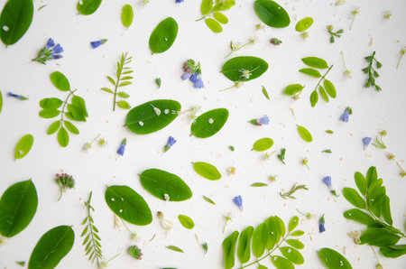 Background composition with green acacia leaves and small flowers and buds.の写真素材