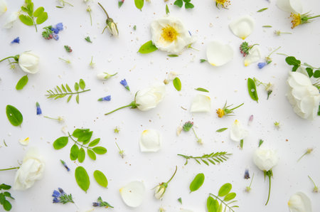Background composition with green acacia leaves and rose flowers, petals and buds.の写真素材