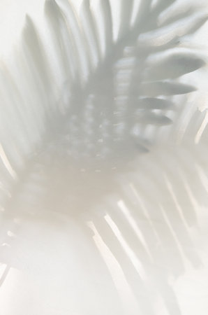 Monotone background with palm tree leaf shadowsの写真素材
