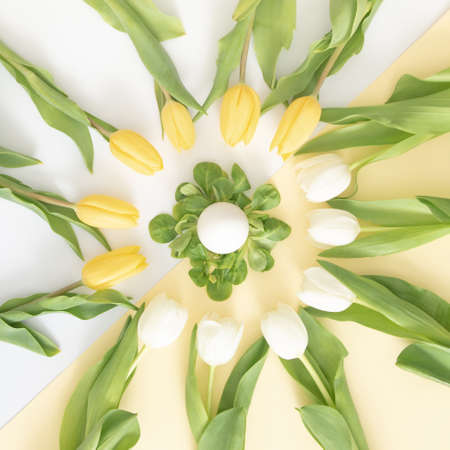 Easter tulips yellow and white in circle with creative copy space on the pastel background. minimal...