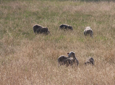 A group of sheep eating grass in the sunの写真素材