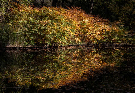 colorful red and yellow autumn trees reflecting in the waterの写真素材