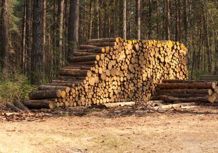 a stack of logs for my fireplace this winterの写真素材