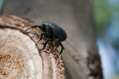 A big beetle sitting on a treeの写真素材