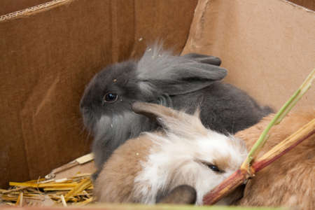 Rabbits on the animal market in Mol (Belgium) waiting in boxes to be sold to a new family.