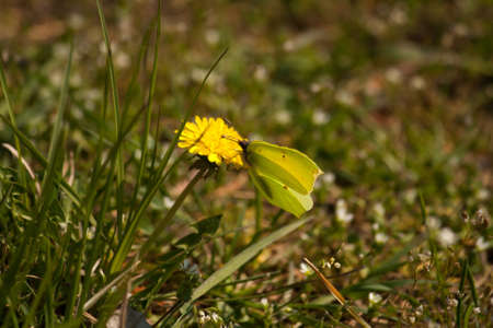 a green / yellow butterfly (brimstone) on a yellow flowerの写真素材