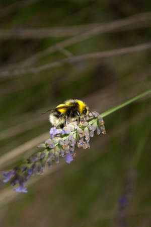 A busy bumblebee gathers nectar from a fresh lavender flower with a natural backgroundの写真素材