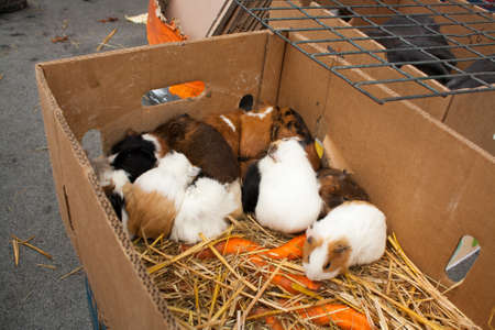 Guinea pigs on the animal market in Mol (Belgium) waiting in boxes to be sold to a new family.の写真素材
