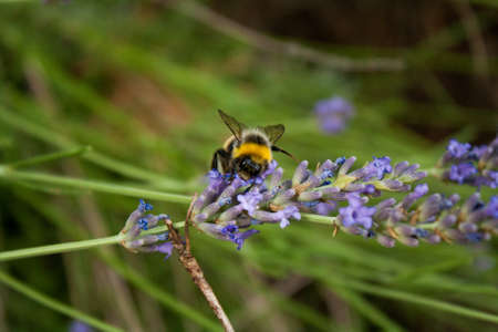 A busy bumblebee gathers nectar from a fresh lavender flower with a natural backgroundの写真素材