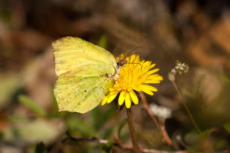 a green / yellow butterfly (brimstone) on a yellow flowerの写真素材
