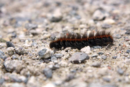A caterpillar crossing shot from the sideの写真素材