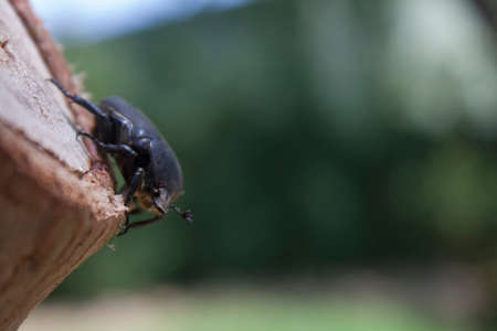 A big beetle sitting on a treeの写真素材