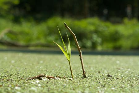 a piece of small reeds standing in duckweedの写真素材