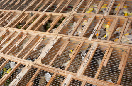 Quail and Canaries on the animal market in Mol (Belgium) waiting in boxes to be sold to a new family.の写真素材