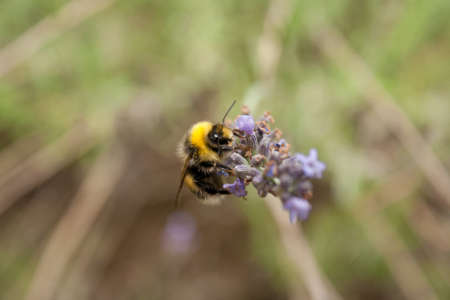 A busy bumblebee gathers nectar from a fresh lavender flower with a natural backgroundの写真素材