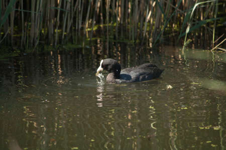 eurasian coot swimming in a pond and looking for some foodの写真素材