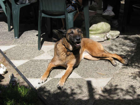 a Belgian shepherd relaxing in the sunの写真素材
