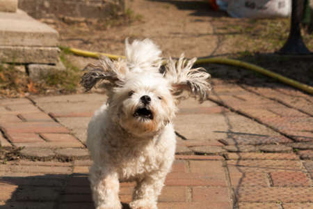 A small crossbreed (shih tzu / chihuahua) dog walking in the park having funの写真素材