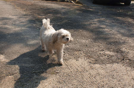 A small crossbreed (shih tzu / chihuahua) dog walking in the parkの写真素材