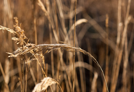 Lightly frozen grass in the morning sunの写真素材