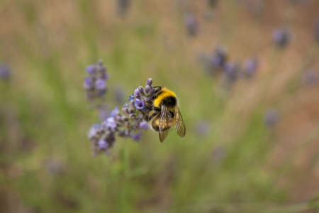 A busy bumblebee gathers nectar from a fresh lavender flower with a natural backgroundの写真素材
