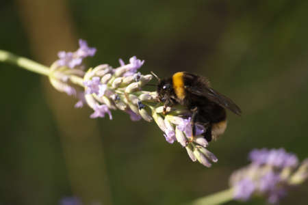 A busy bumblebee gathers nectar from a fresh lavender flower with a natural backgroundの写真素材