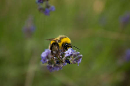 A busy bumblebee gathers nectar from a fresh lavender flower with a natural backgroundの写真素材
