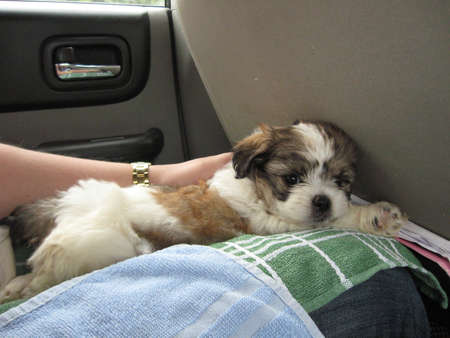 a shih tzu puppy on the way to her new homeの写真素材