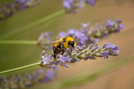 A busy bumblebee gathers nectar from a fresh lavender flower with a natural background