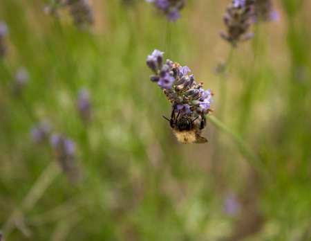 A busy bumblebee gathers nectar from a fresh lavender flower with a natural backgroundの写真素材