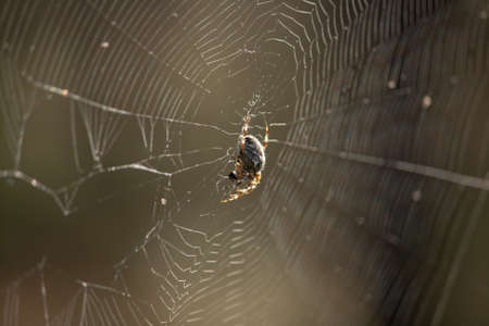 a european cross spider in its web waiting for a flyの写真素材